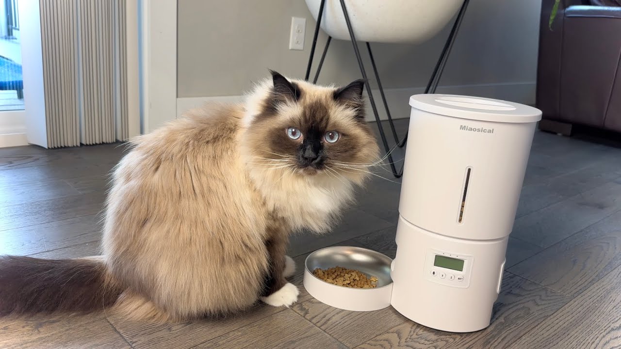 Автоматическая кормушка для домашних животных Miaosical с двумя режимами работы! #кошки #рэгдолл