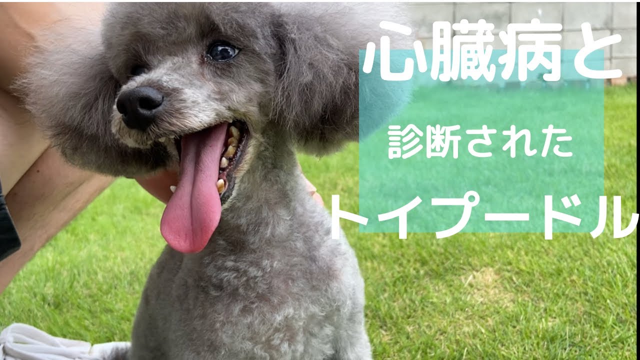【悲報】僧帽弁閉鎖不全症という心臓の病気にご注意下さい、小型犬がなる確率が高い病気です