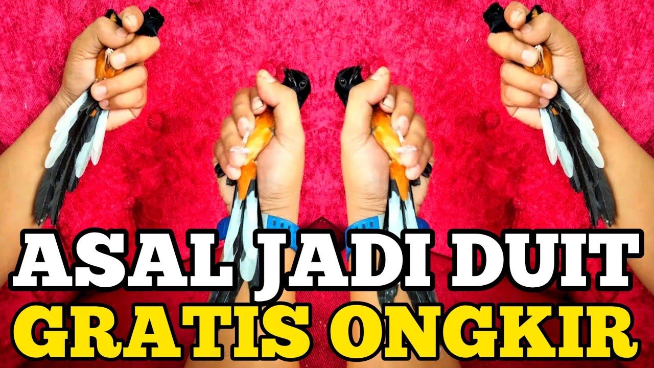 ASAL JADI DUIT ‼️ HARGA BURUNG MURAI MURAH TERBARU GRATIS ONGKIR 