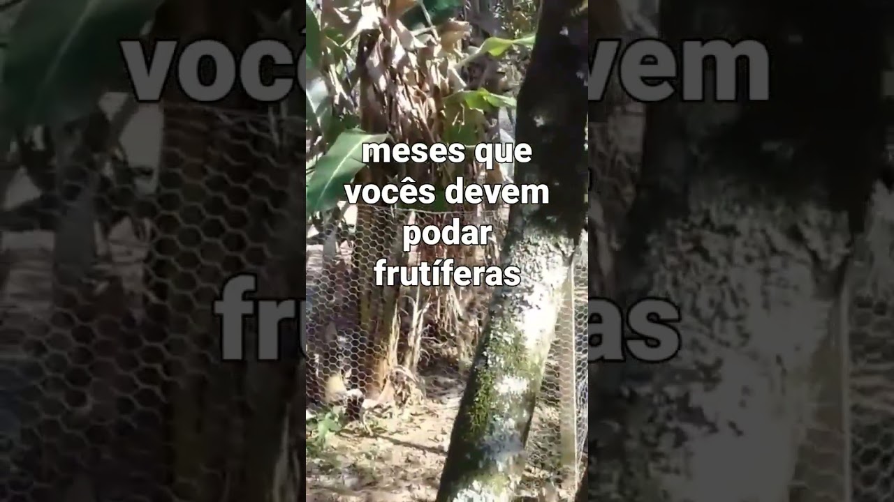 4 meses melhor para poda de frut&iacute;feras