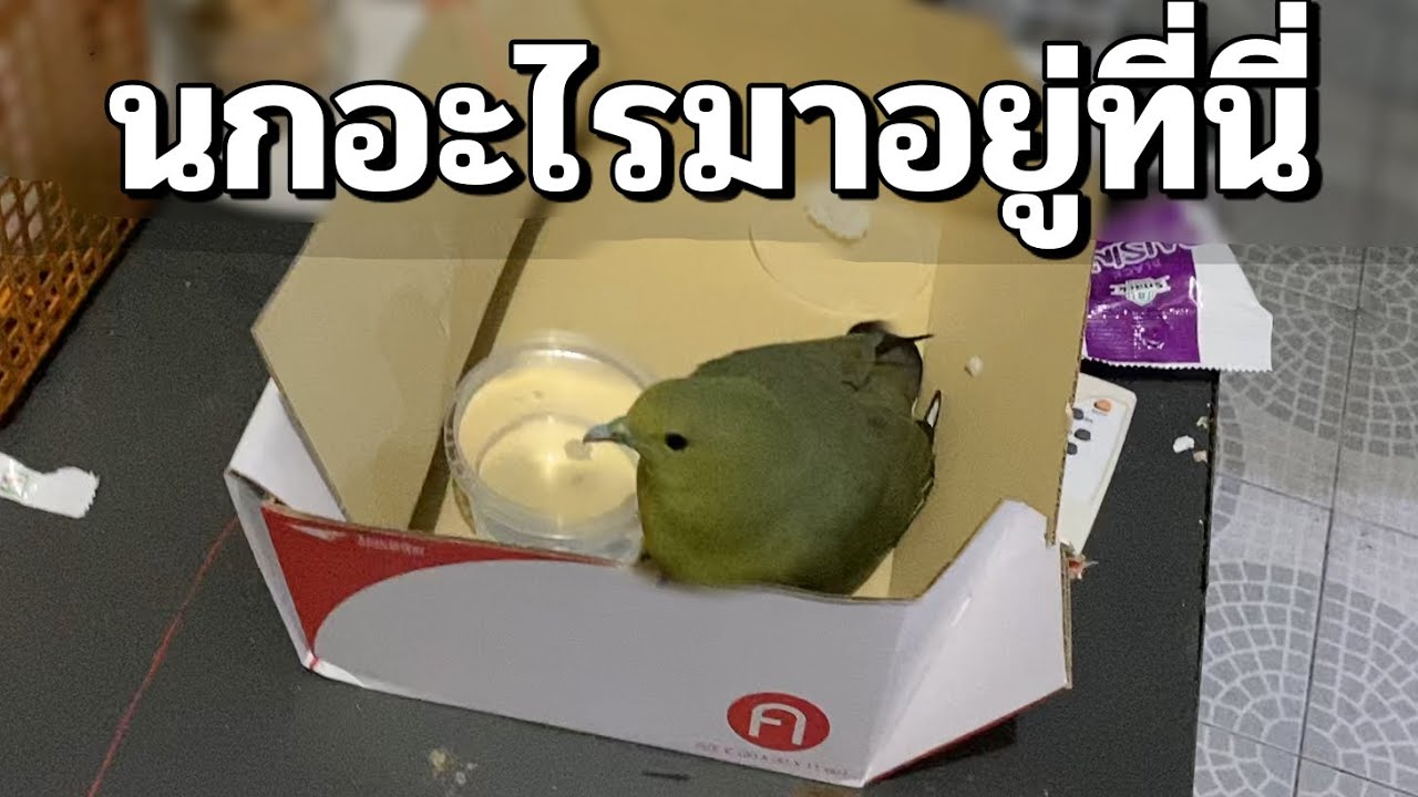นกอะไรบินมาติดบ้าน Skizz/Opz?