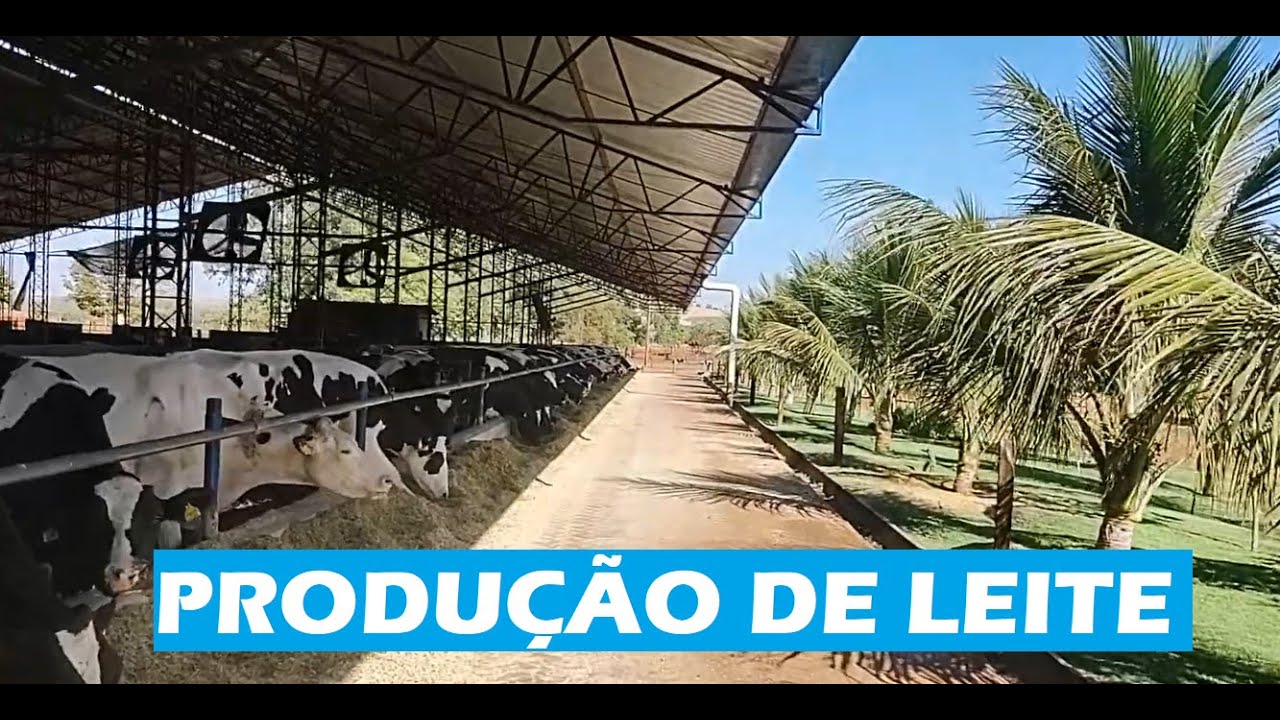 🐄FAZENDA RECANTO DOS TUCANOS - 8000 LITROS DIÁRIOS - 230 VACAS EM LACTAÇÃO🐄