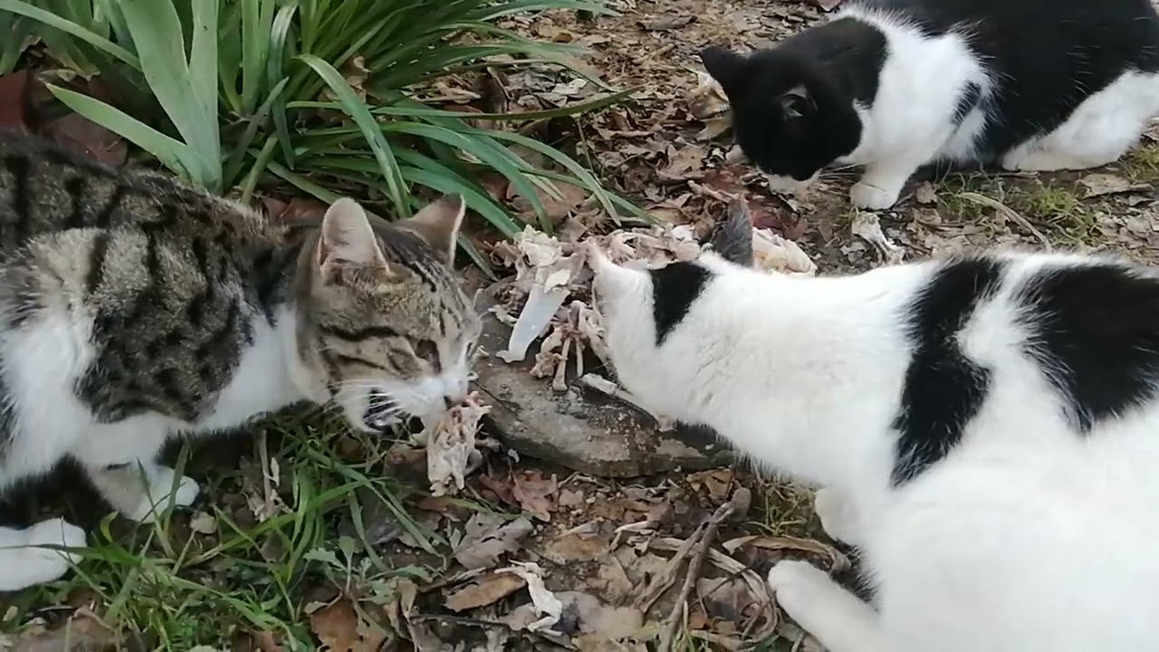 Ziyafet / Kedi videoları 