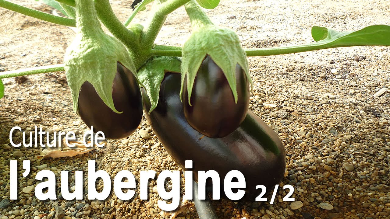 Astuces pour cultiver l'aubergine - 2/2