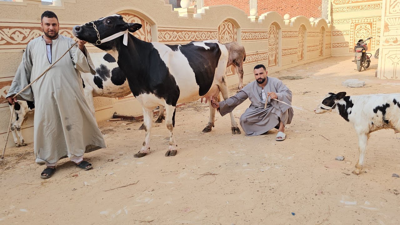 تاجر الشباب راجع بأرخص اسعار وأعلى سلالات في البقر 🐄 الوالد والعشر ولبن بمحافظة كفر الشيخ