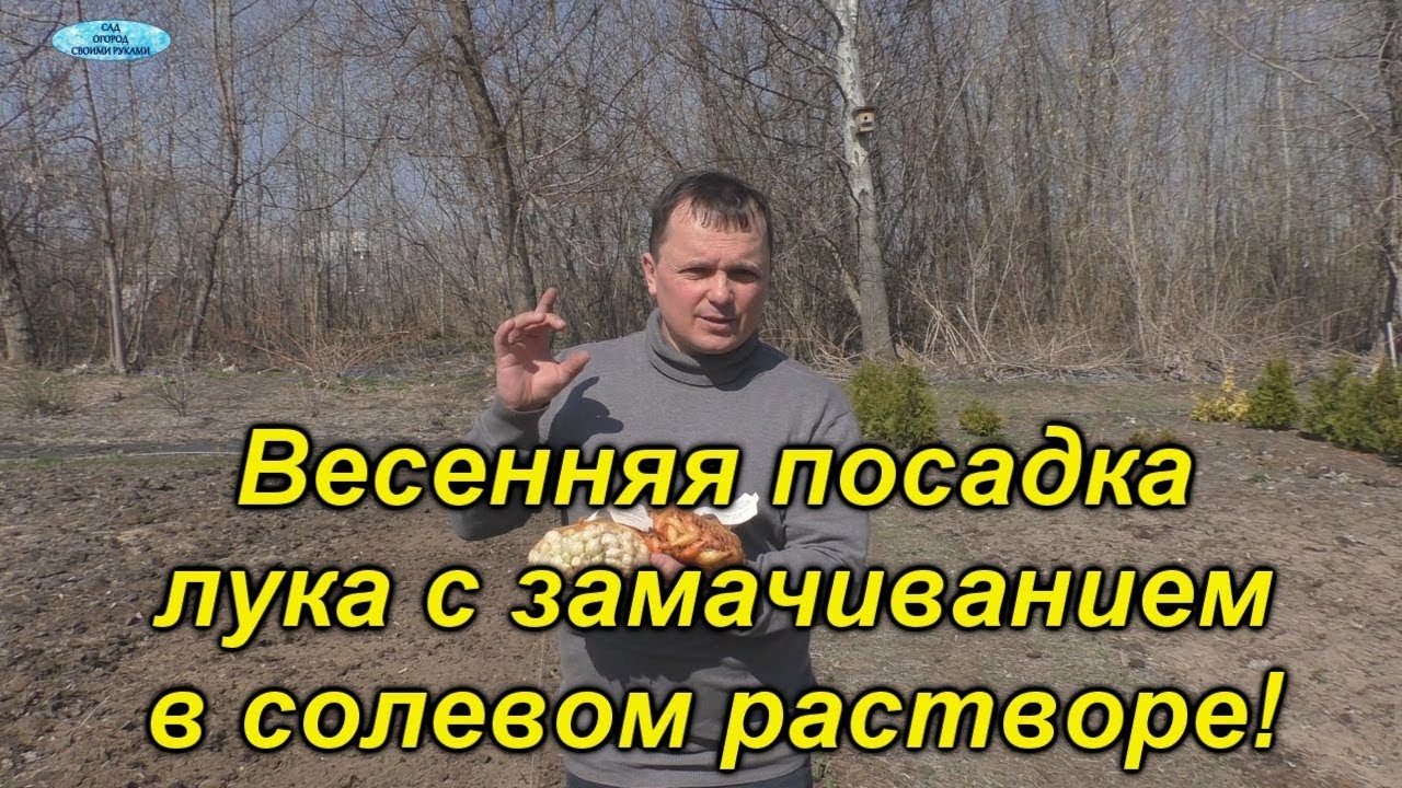 Лук-севок. Весенняя посадка с замачиванием в солевом растворе!