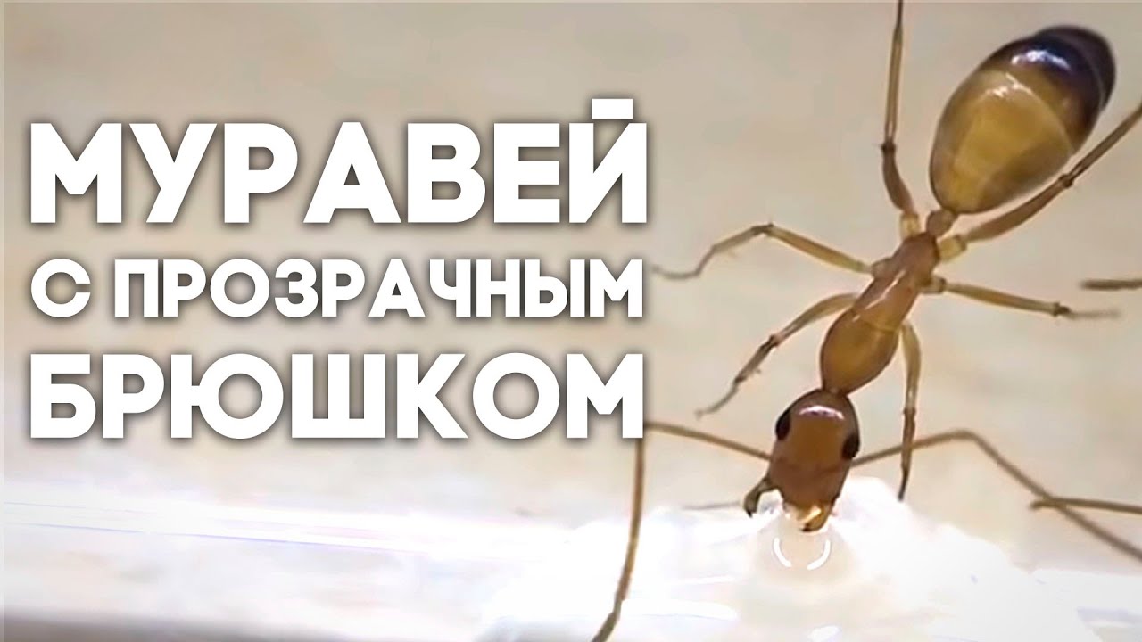 МУРАВЕЙ С ПРОЗРАЧНЫМ БРЮШКОМ - Camponotus pilicornis - НАЧАЛО ХРУСТАЛЬНОЙ ИМПЕРИИ \\ Димон и пумба