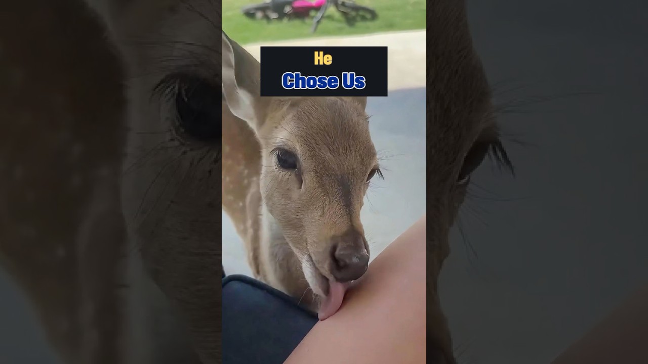 The Rescued Fawn That Came Home #fawn #deer