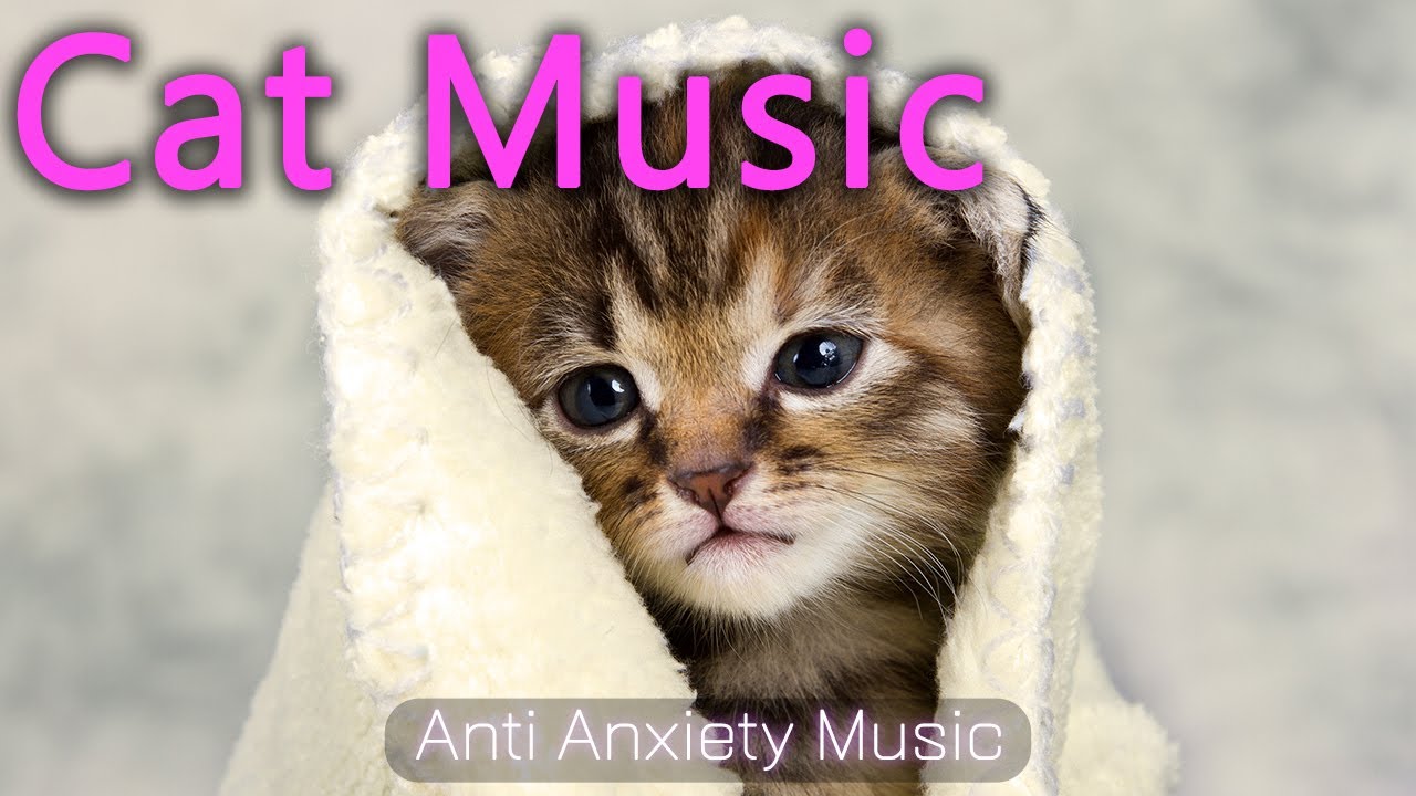 Relaxing music for cats left alone at home, cat favorite music