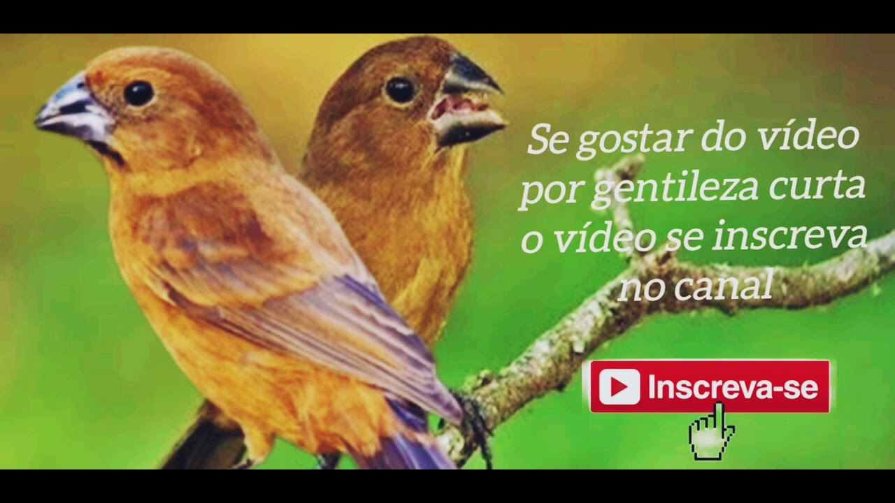 O melhor piado de fêmea de azulão