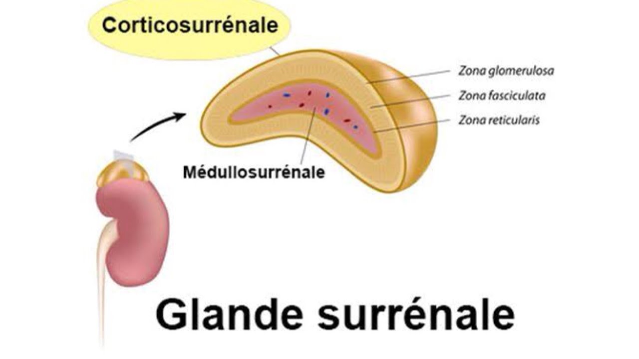 📍Comprendre Un cas clinique sur 