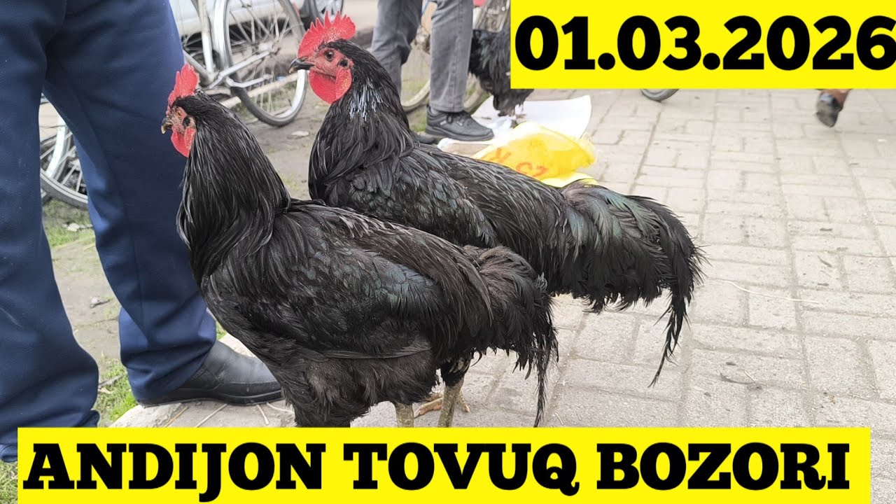 ANDIJON TOVUQ BOZORI 01.03.2026