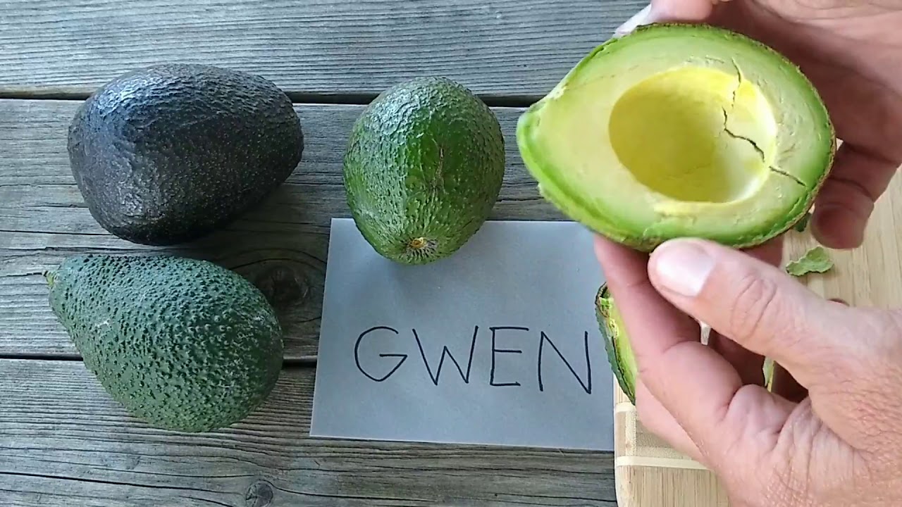 The Gwen avocado: a profile