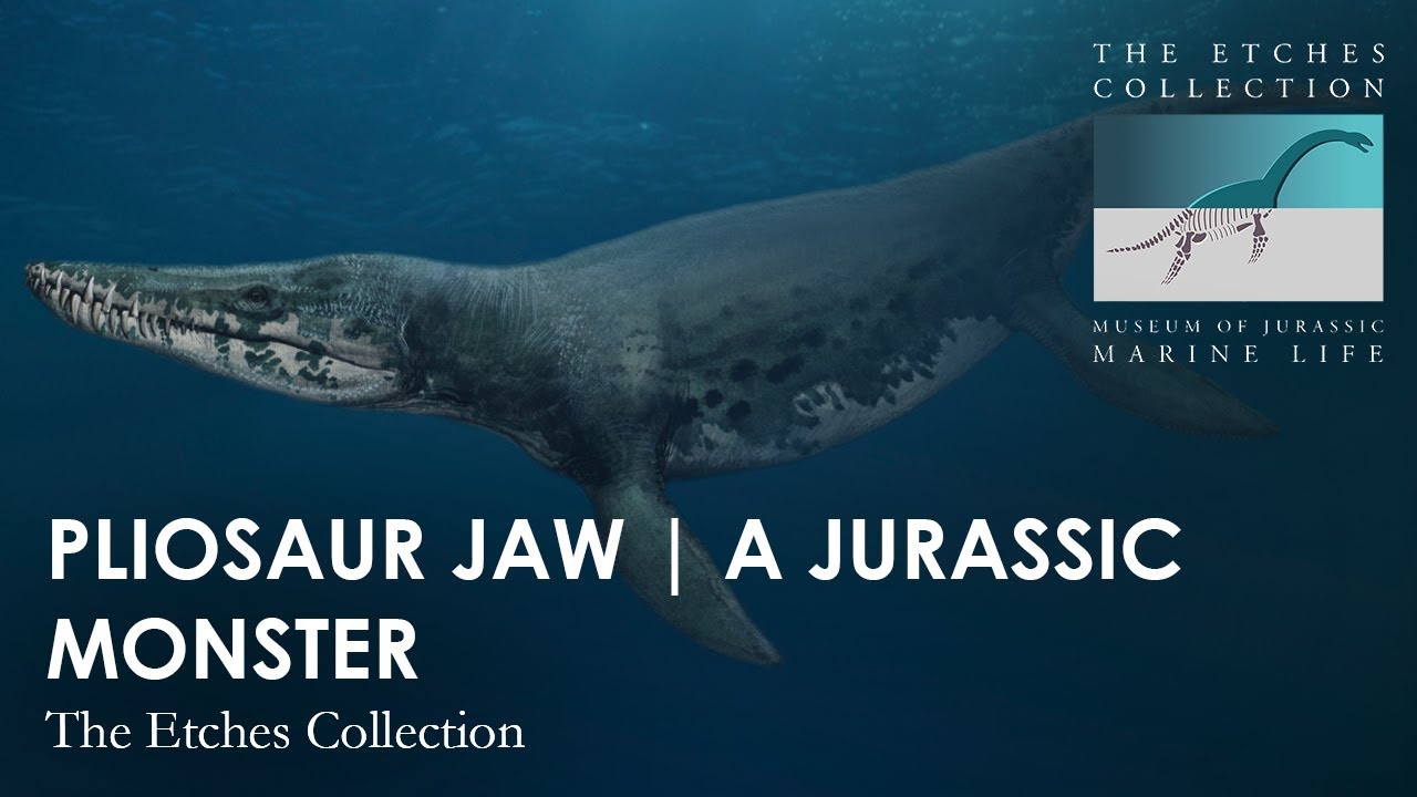 PLIOSAUR JAW | A JURASSIC MONSTER | STEVE ETCHES