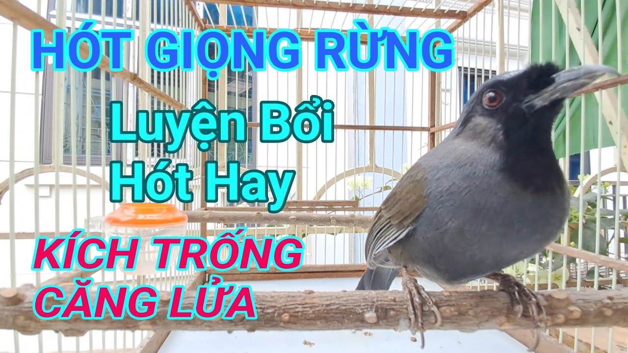 Khướu mun hót nhiều giọng hay - Khướu mun hót kích trống căng lửa hót múa.