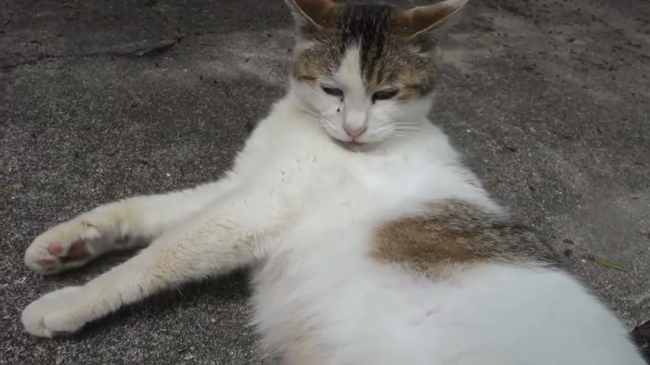 【Cat Video】 meowmeow Happy #cat  #cats  #cute