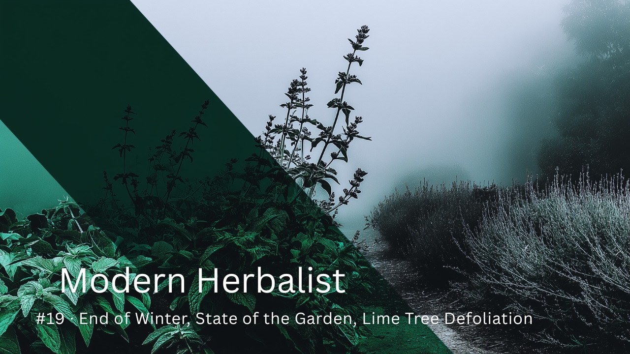 Modern Herbalist | #19 | End of Winter, State of the Garden, Lime Tree Defoliation