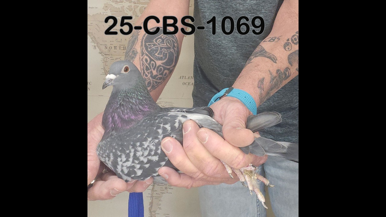 25-CBS-1069 Blue check hen