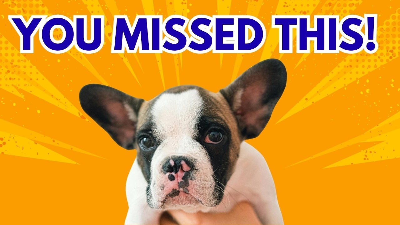 7 Deepest Compliments a Dog Can Give You (Most Owners Miss #2)