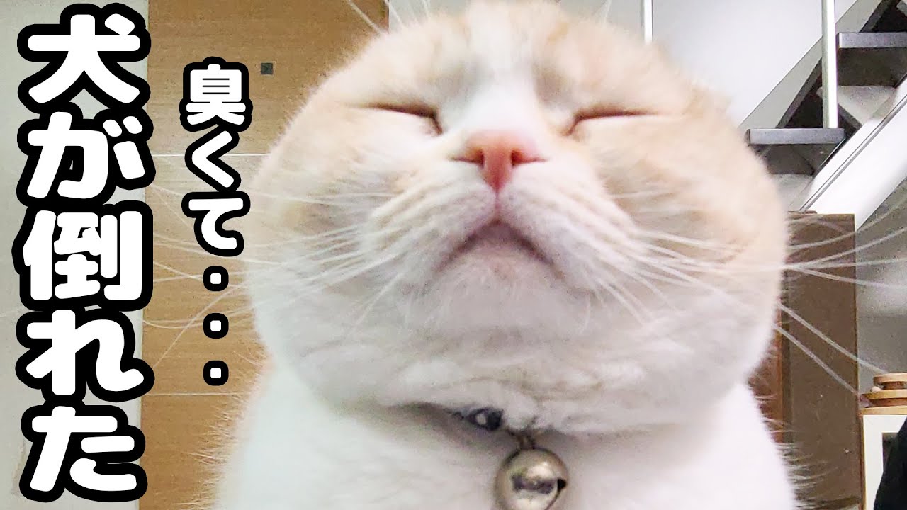 うんち直後の猫のお尻の臭いを嗅いだ結果こうなりました...