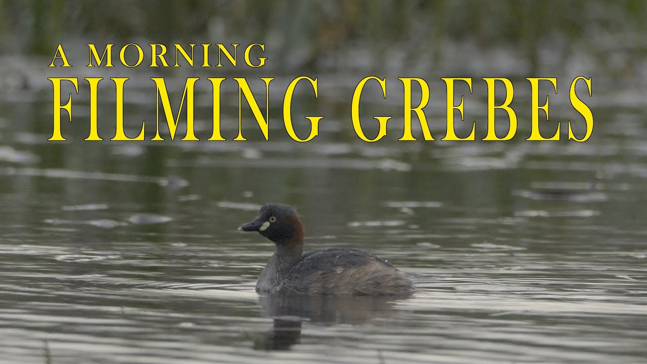 In search of Grebes. Filming Grebes at dawn.