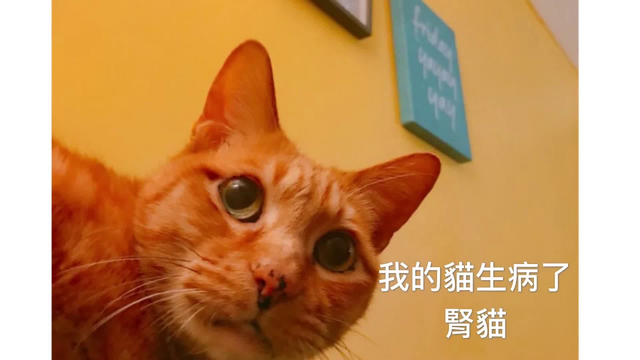貓咪看醫生就是要砸重本? 最貴的比較有用? 貓咪腎衰竭 腎貓 打點滴 飲食 住院 日常照護 加拿大獸醫