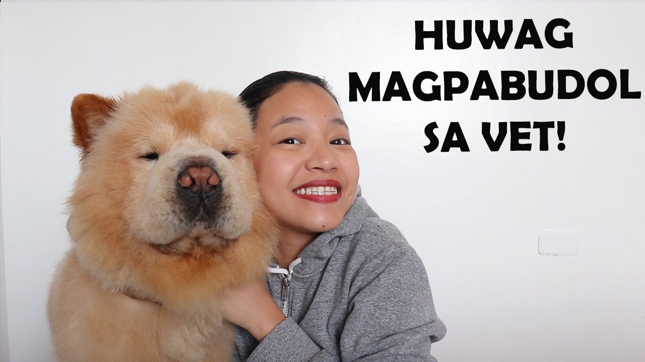 Tips in looking for the best VET CLINIC OR HOSPITAL for your dog or PET Chow Chow Edition (Vlog#78)