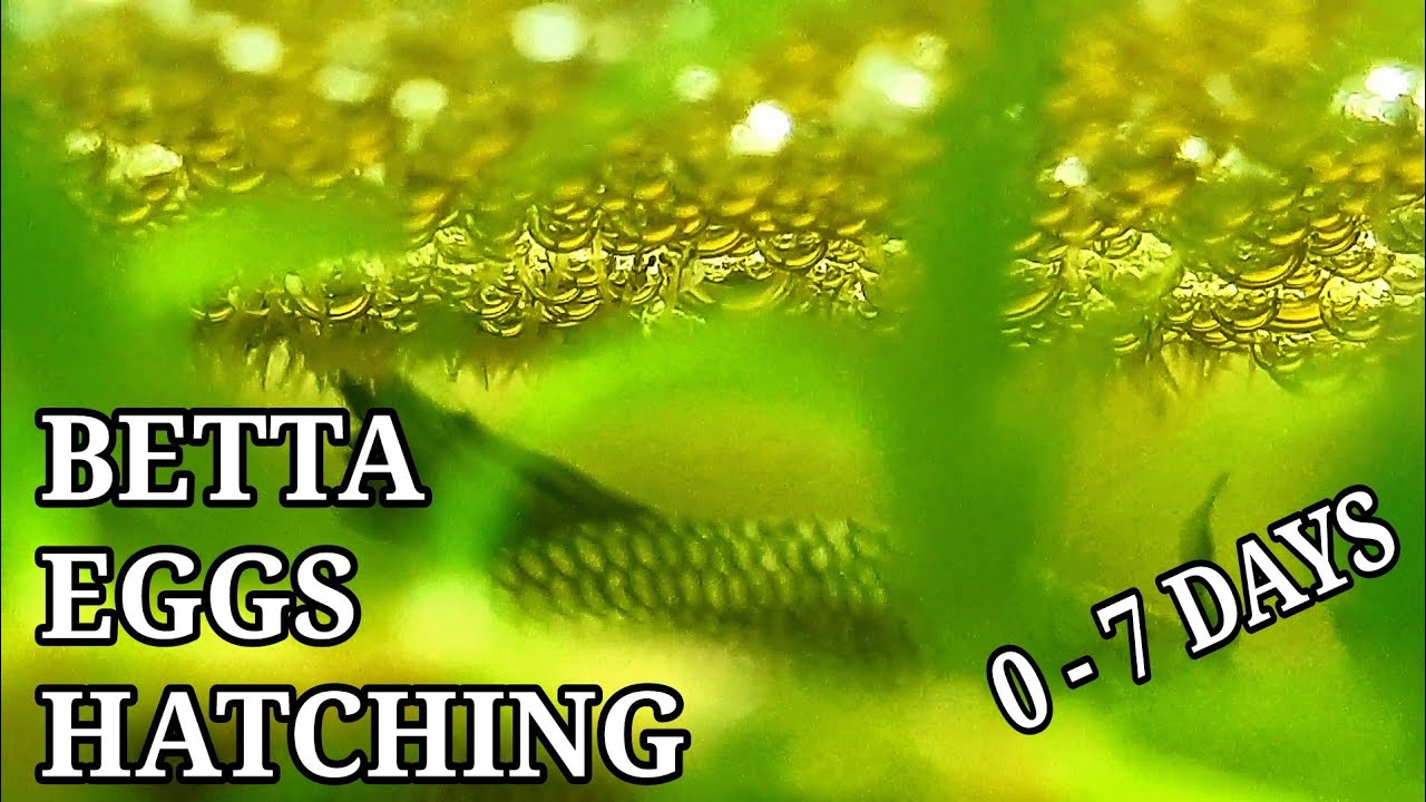 From Eggs to Fry: The Amazing Betta Fish Hatching Journey! (From Day 0 to Day 7)
