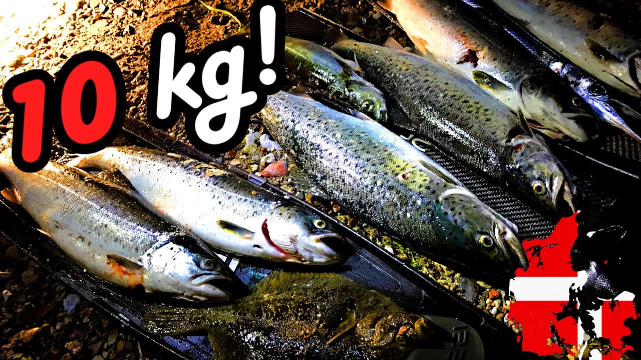 Catch more than 10 kg Sea trout at Night Spearfishing - Denmark