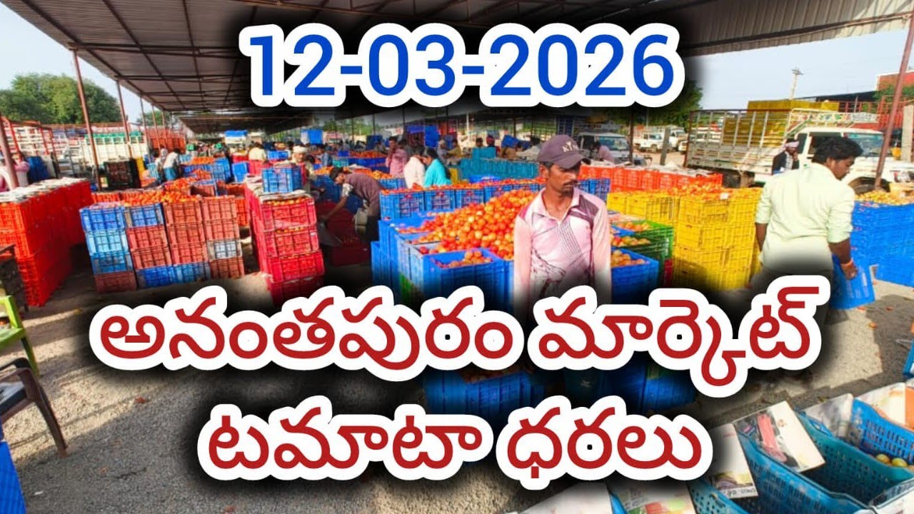 12-03-2026 today Anantapur tomato market rates #anantapur tomato market rates #todaytomatoprice