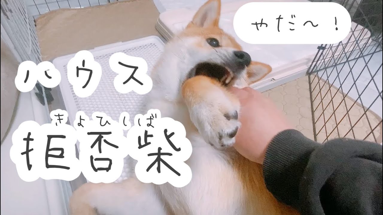 お風呂入るから隣のスペースに行って欲しいだけなんだが…