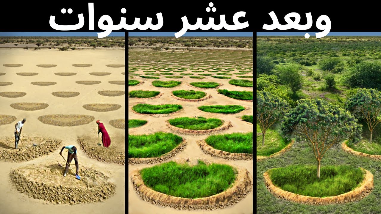 داخل المشروع العملاق - غابات إفريقيا الغذائية