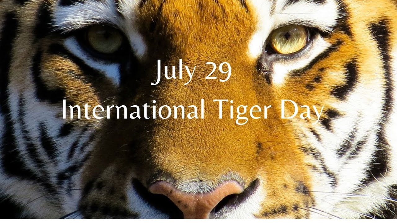 International Tiger Day | July 29 | Why we should save Tiger?