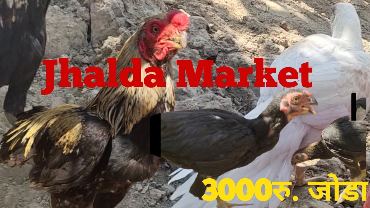 मुर्गा हाट झालदा //murga hat jhalda