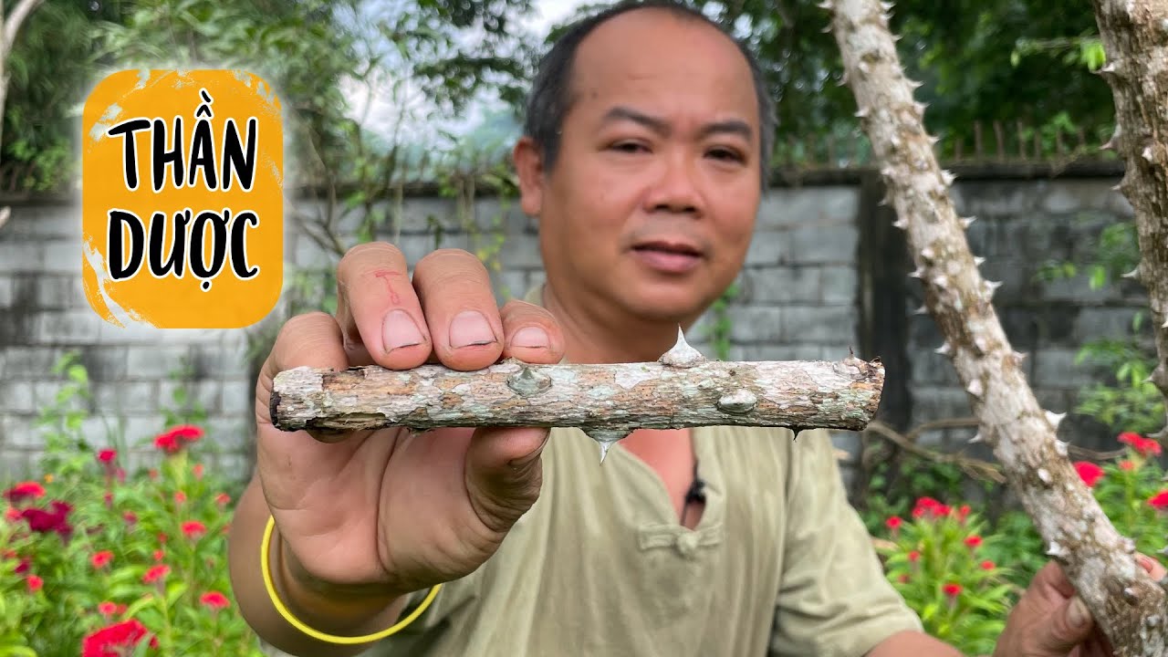 Ung thư Gan, Sơ Gan, Viên Gan B, C Nên trồng và uống Thần Dược này.