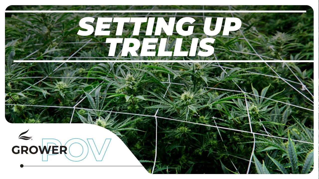 Grower POV:  Setting Up Trellis