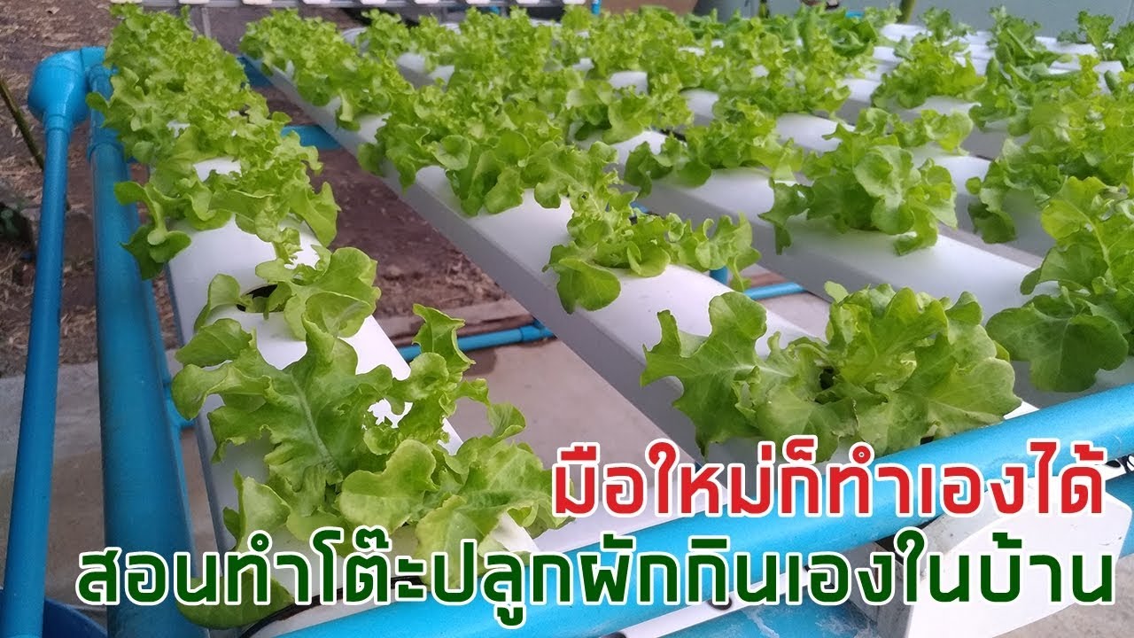 ขั้นตอนทำโต๊ะปลูกผัก NFT (ราง) ไฮโดรโปนิกส์