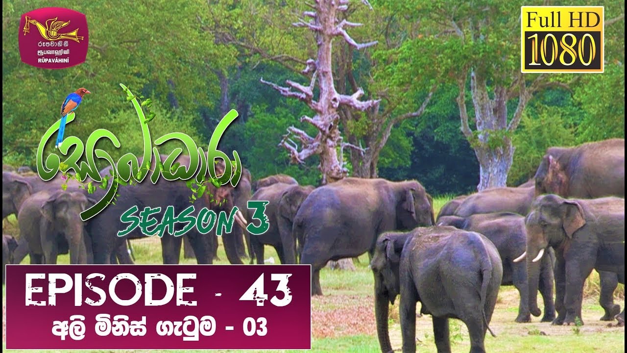 Sobadhara - Sri Lanka Wildlife Documentary | 2020-01-24 | Elephant-Human Conflict (අලි මිනිස් ගැටුම)