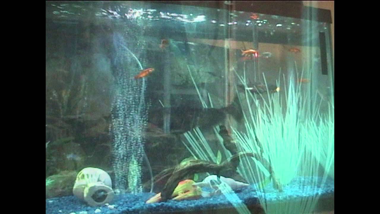 Payara (Saber-tooth Baracuda) Eating