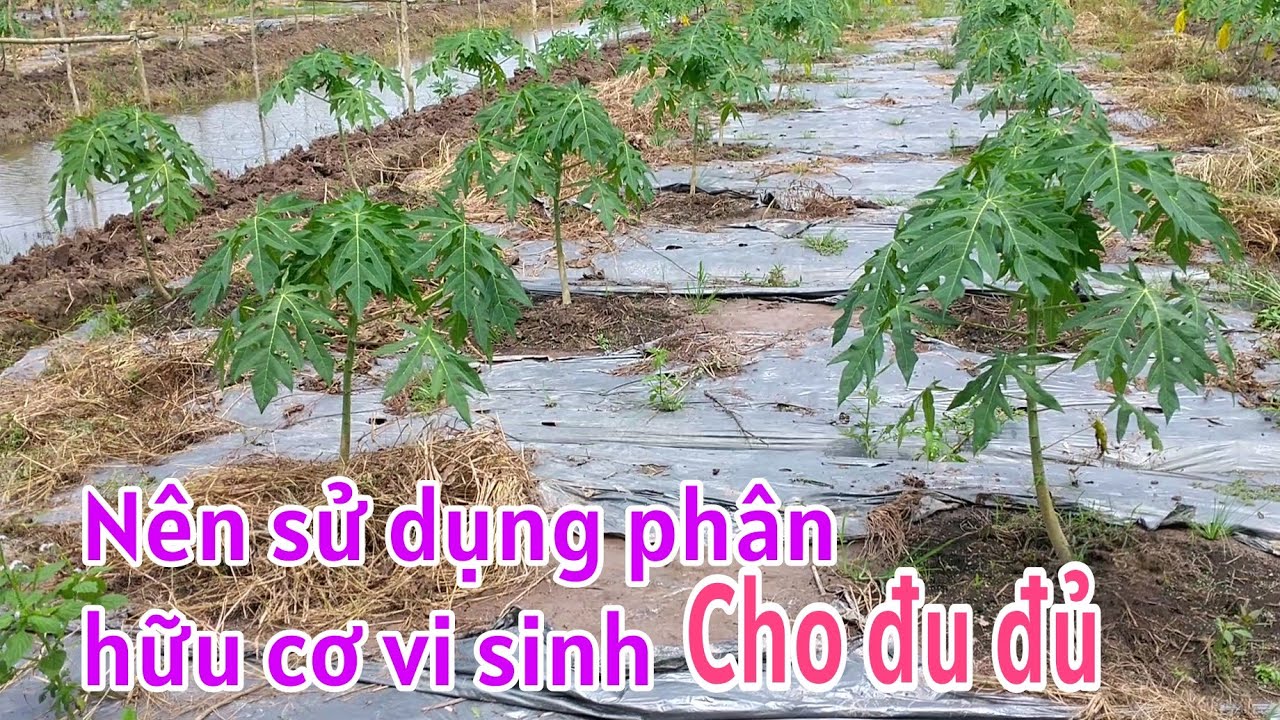 Kỹ thuật trồng đu đủ: P13-Bón phân cho đu đủ thúc cây mau lớn