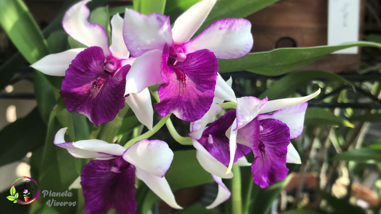 Show Internacional de ORQUÍDEAS en Okinawa, JAPÓN