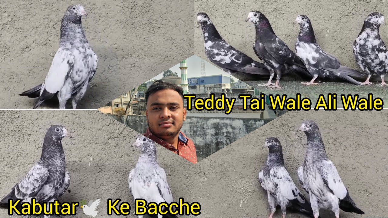 Original imported 😍Teddy Tai Wale Ali Wale😍 Kabutar 🕊️ Ke Bacche, Maharashtra Mumbai 