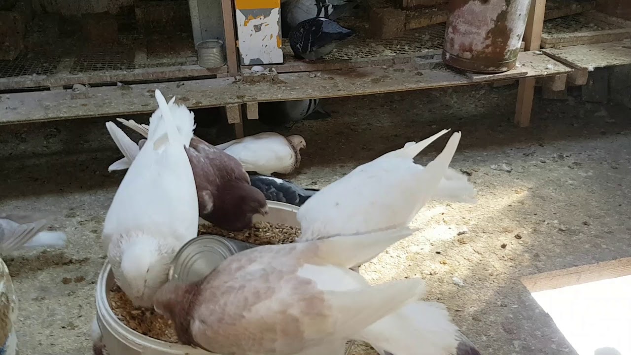 Cómo preparar al palomo ladrón para trabajar 05