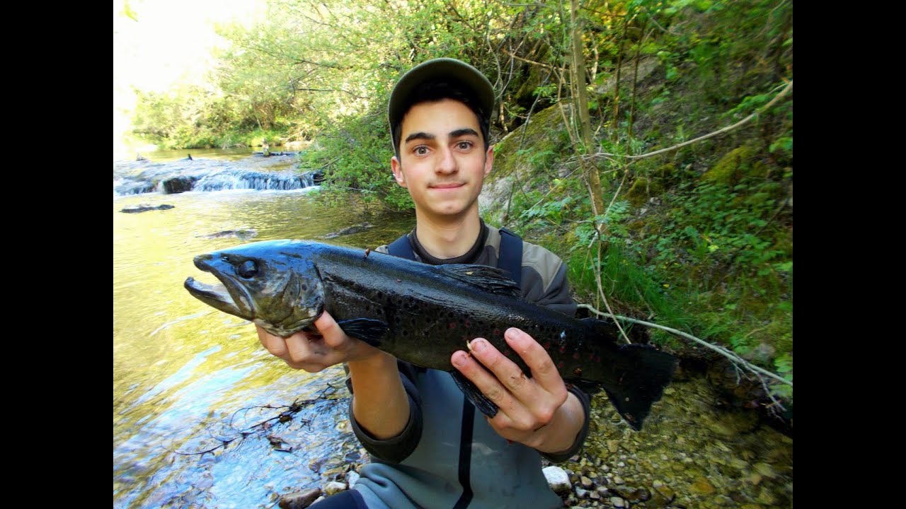 Grosses truites de Mai (ATTAQUES EN DIRECT)