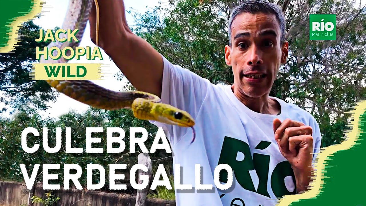 Culebra verdegallo - Jack Hoopia Wild - Río Verde