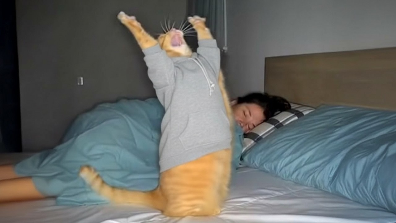 These Black Cats Are Out of Control 🤣 (Try Not to Laugh)