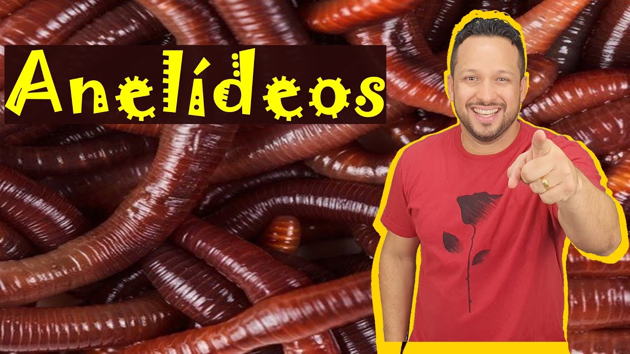 Anelídeos - Filo Annelida - Características Gerais - Invertebrados - Zoologia