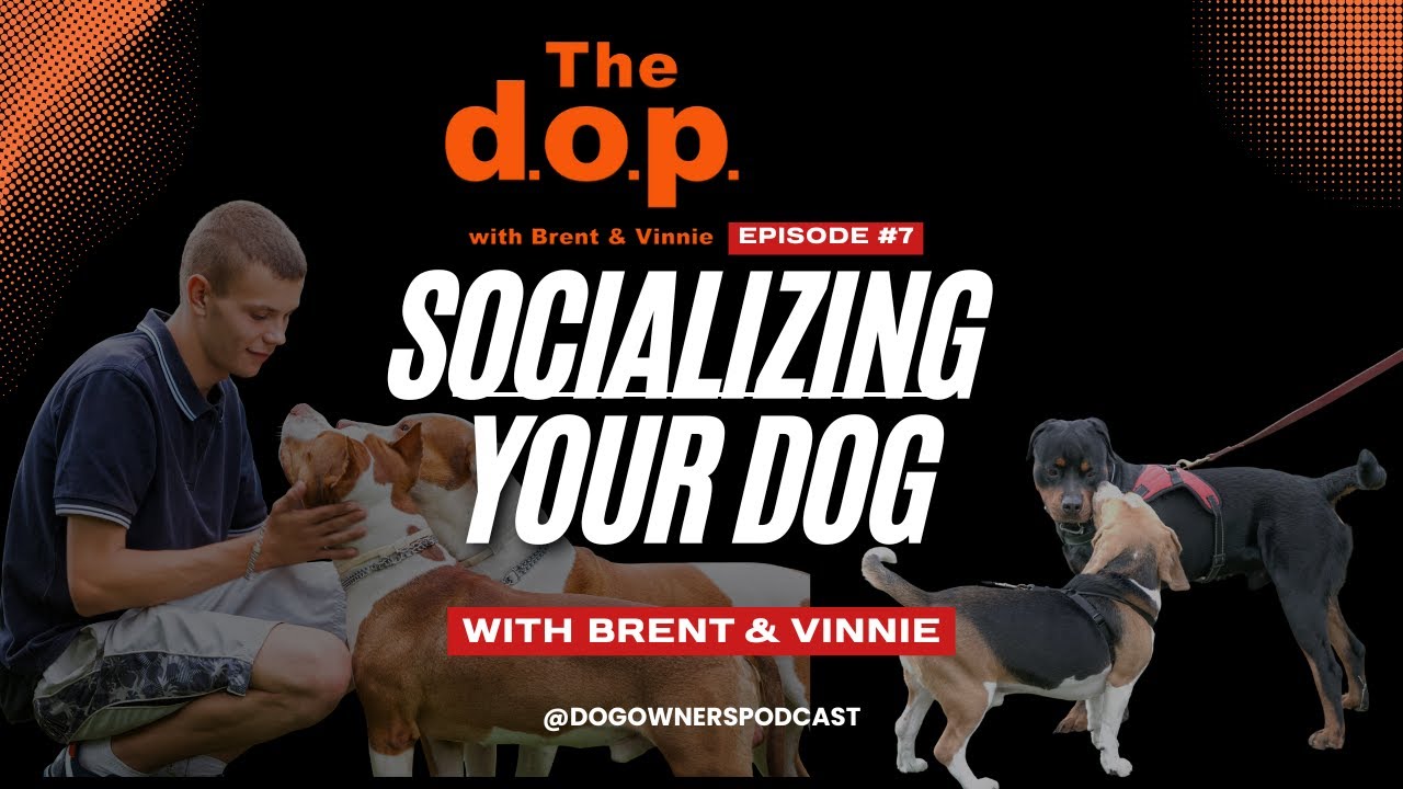 How to Properly Socialize Your Dog: Prerequisites, Protocols, & How to Build a Confident, Social Dog
