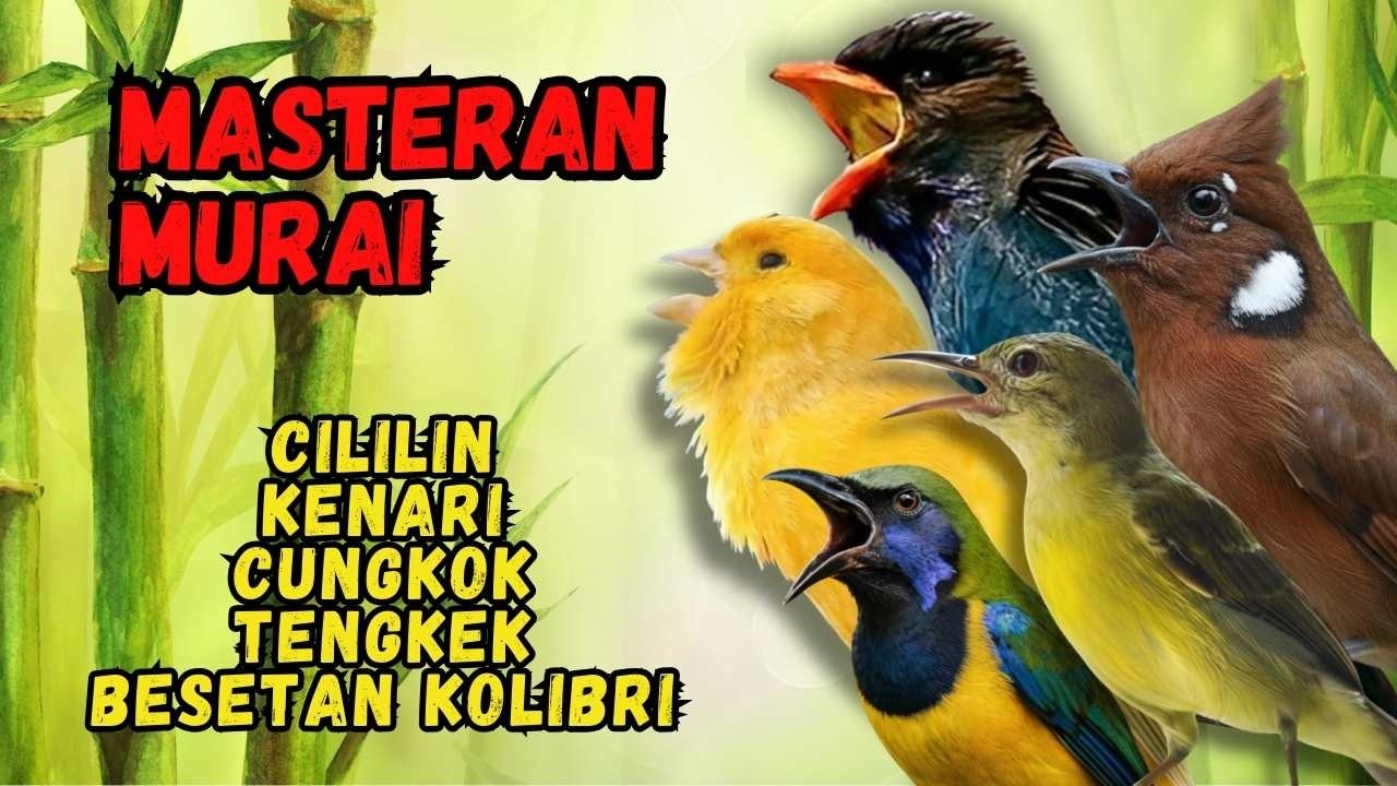 Masteran Murai Isian Cililin, Kenari, Cungkok, Tengkek, Besetan Kolibri