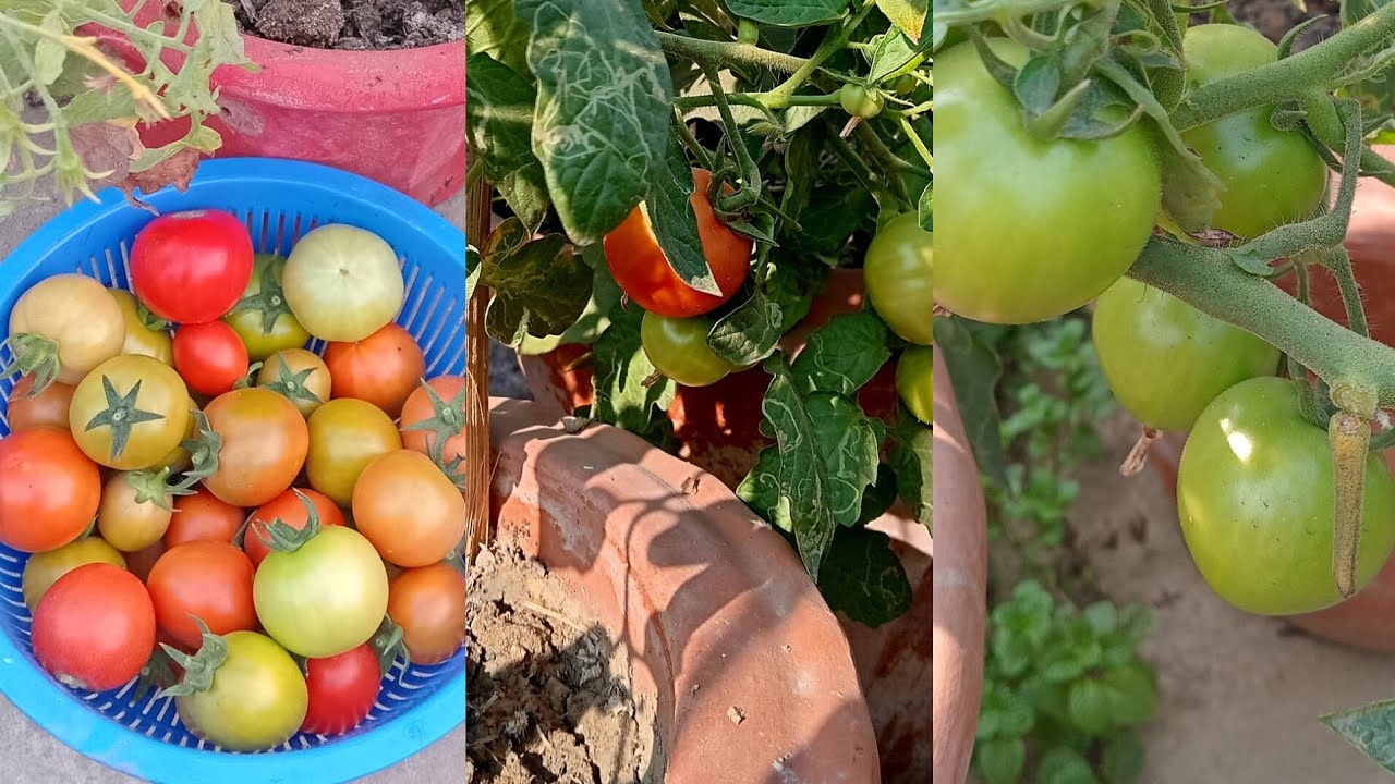 টবে টমেটো চাষের সম্পূর্ণ পরিচর্যা #garden #greenrooftop #tomato #plants #treecare
